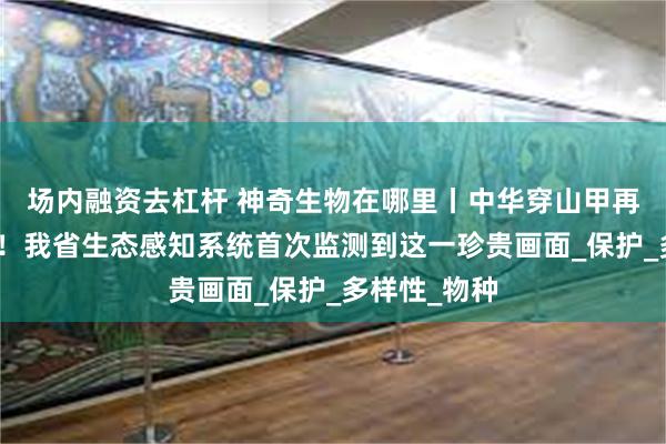场内融资去杠杆 神奇生物在哪里丨中华穿山甲再次现身邵阳！我省生态感知系统首次监测到这一珍贵画面_保护_多样性_物种